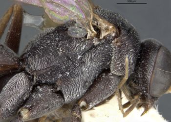 Media type: image;   Entomology 26776 Aspect: thorax lateral
